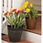 Novelty 10 in. Round Dolce Planter - Rust 246461